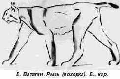 Цвет и линия